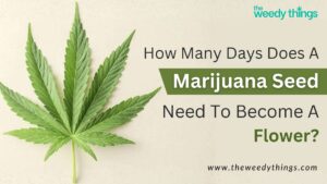 Marijuana flower