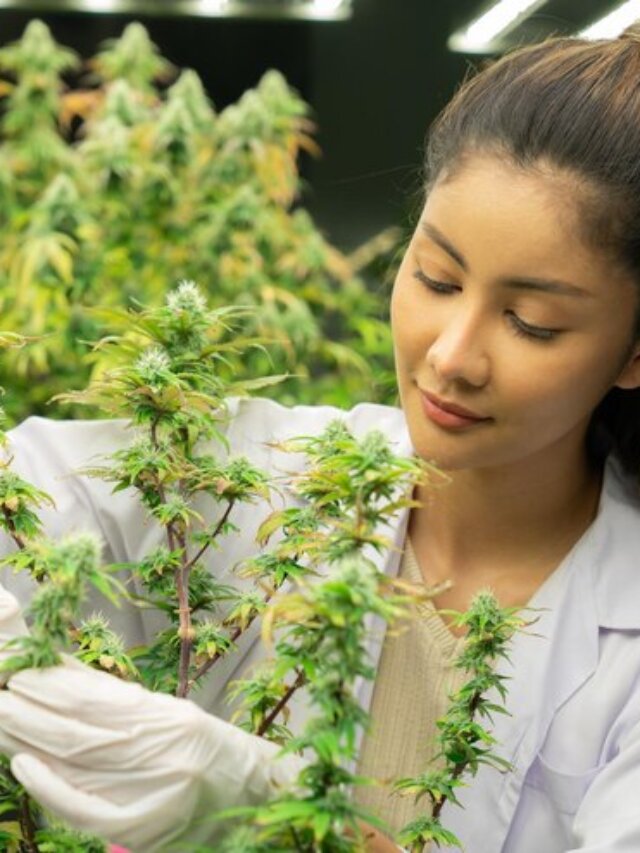 Discover the 5 Key Elements of Cannabis Selection