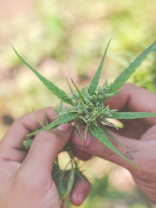 How to Decide Which Strain to Try?
