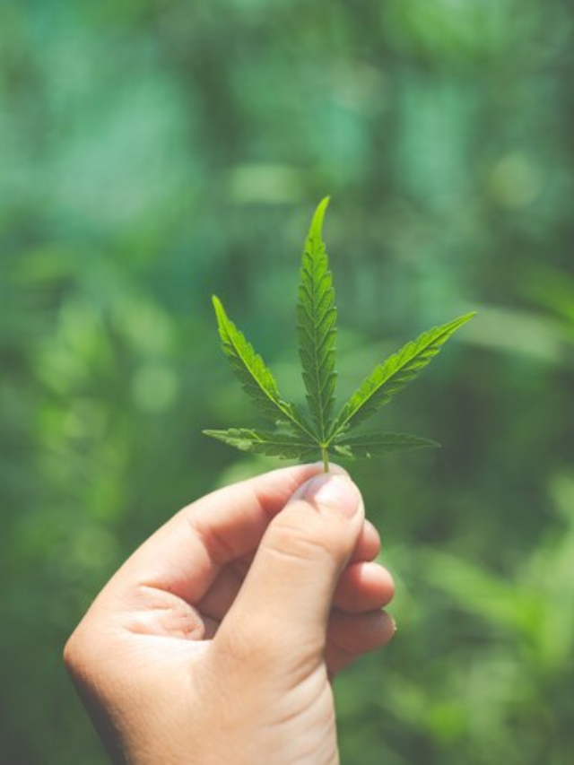 The Ultimate Guide to Caring for Your Cannabis Plant