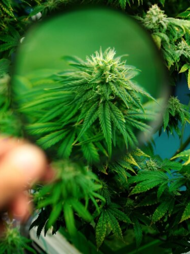 4 Premium Cannabis Strains