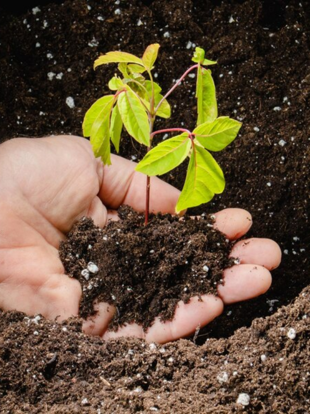 Cannabis’s Journey: Seedling to Harvest