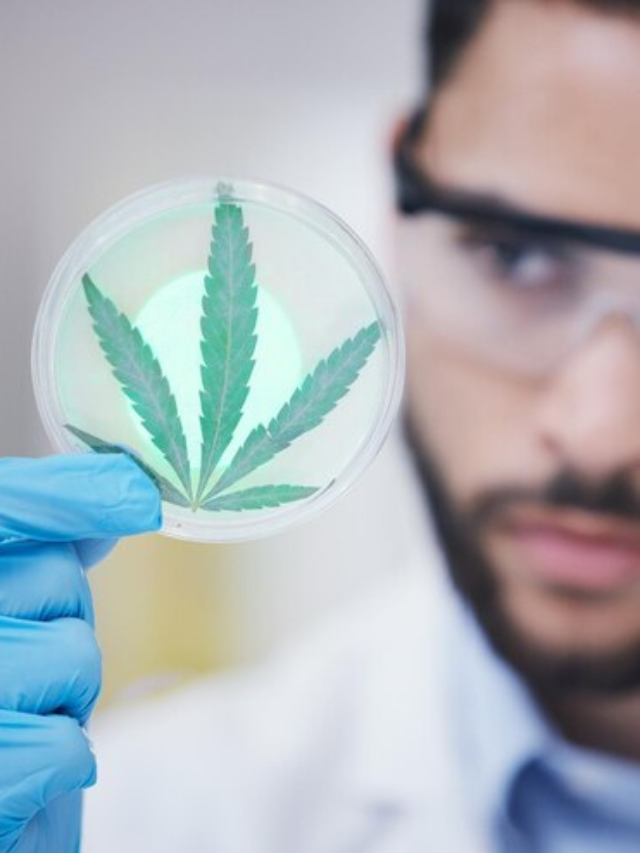 THC’s Impact: Could it Prevent Transplant Rejection?