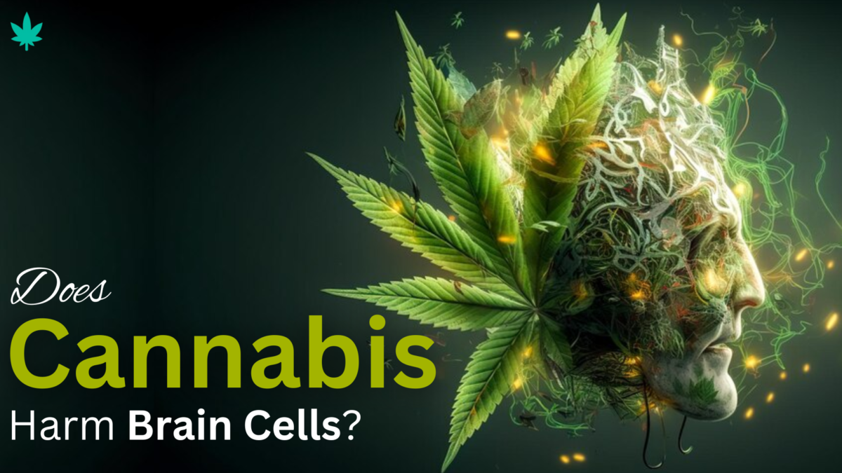 Does Cannabis Harm Brain Cells