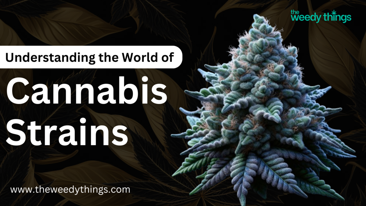 Understanding the Creation of New Cannabis Strain Varieties