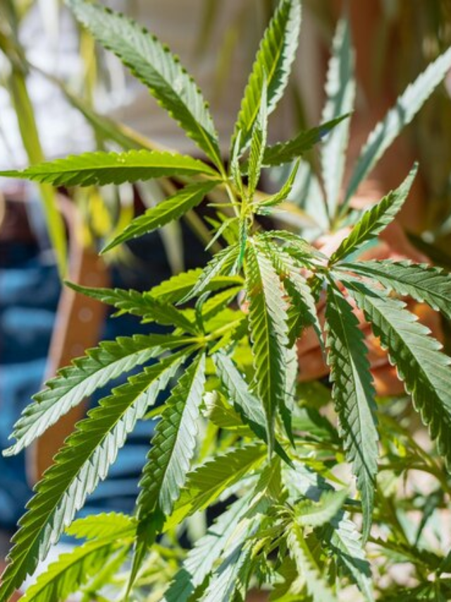 5 Steps to Create Your Indoor Weed Garden for Less Than $500