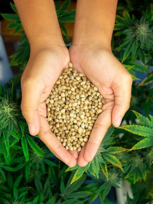 5 Benefits of Hemp Seeds