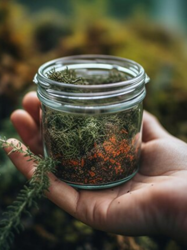 Top 5 Must Visit Weed Dispensaries in USA