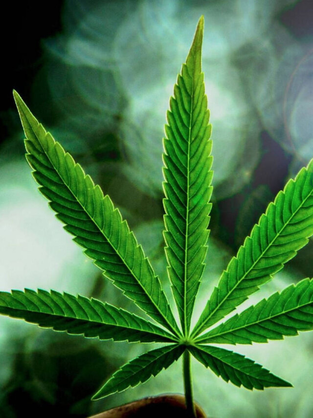 How Medical Marijuana Has Changed in Louisiana: 7 Laws Passed in 2025